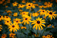 Yellow Daisies in Washington Square Park