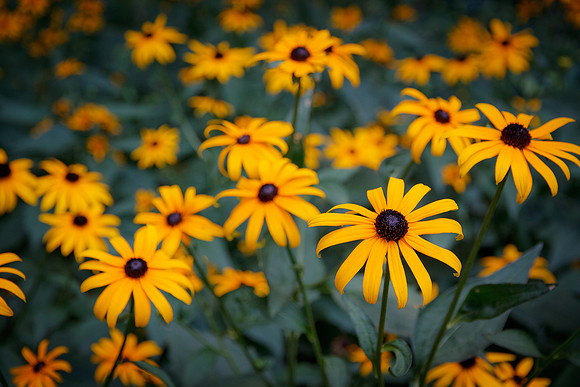 Yellow Daisies in Washington Square Park