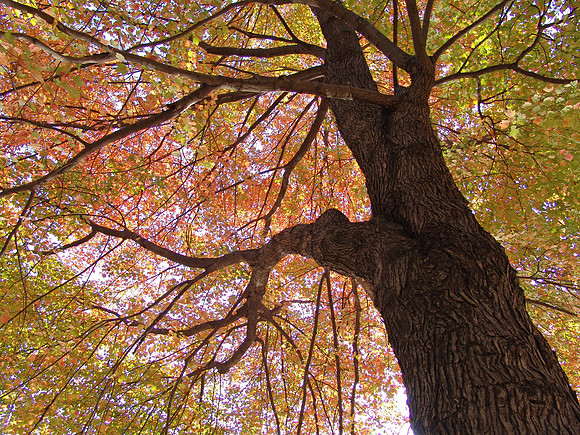 Sky Tree