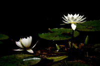 White Lotus Flowers in the Bethesda Fountain