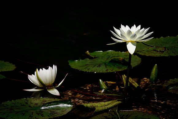 White Lotus Flowers in the Bethesda Fountain