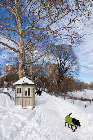 Central Park - Green Sweater Dog