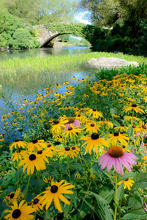Gapstow Bridge Flowers