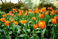 Shakespeare Garden Tulips
