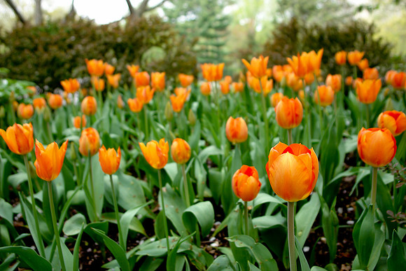 Shakespeare Garden Tulips